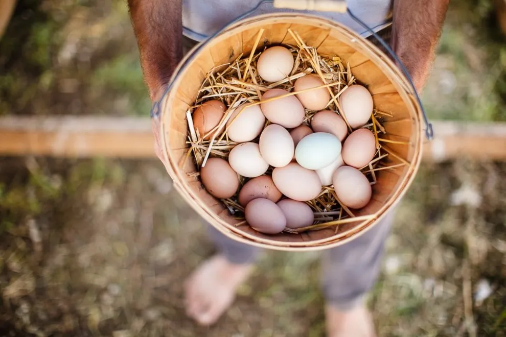 The main trends and prospects for the development of the egg market in United Kingdom